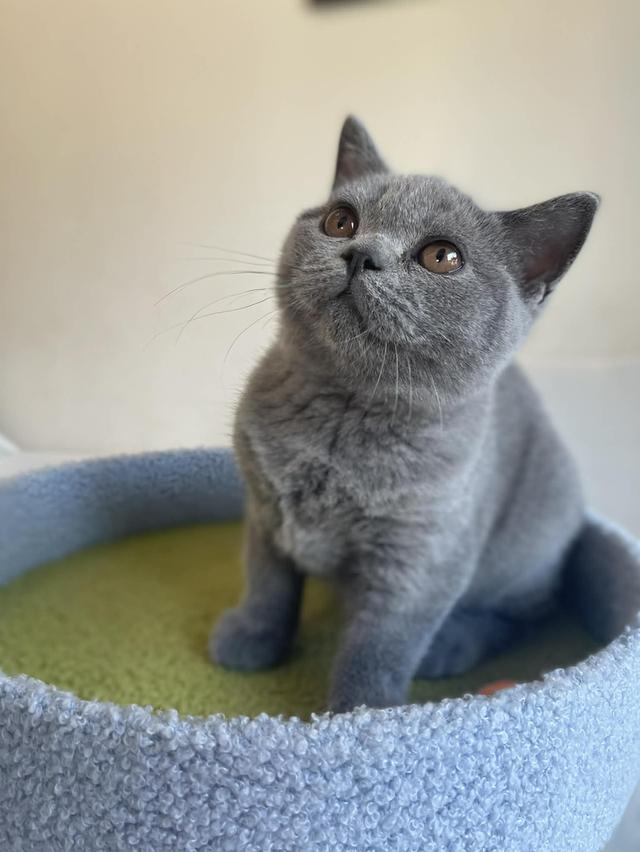 British Shorthair พร้อมใบ WCF ดช รูปที่ 6