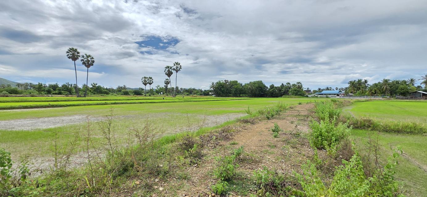 📢ที่ดินสวย🎯วิวภูเขา⛰ทุ่งนาป่าตาล🌴บรรยากาศดี🏞อุดมสมบูรณ์ 🌟2ไร่2งาน24ตรว.👑 ในชุมชน🧘ติดถนน🏡หมู่บ้าน ใกล้ไฟฟ้า🛜ประปา🌊คลอง🏧สาธารณูปโภค 8