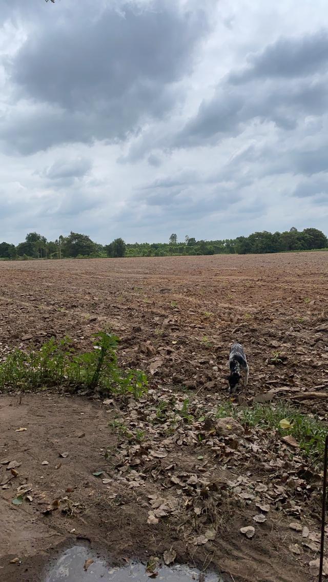 ขาย/แบ่งขาย ที่ดิน 25 ไร่ 3