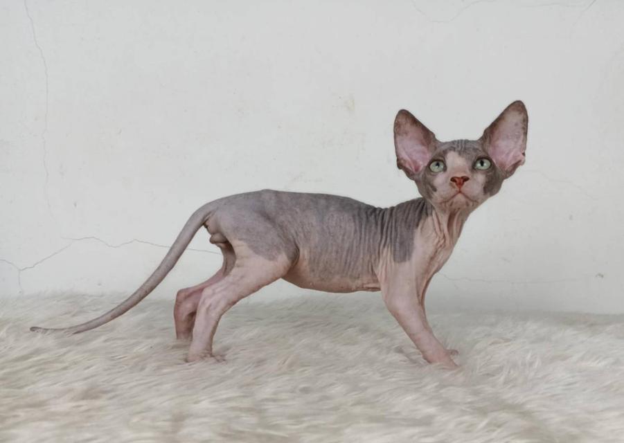 36.แมวสฟิงซ์/เพศผู้ หาบ้าน Sphynx Cat/Male looking for a new home 3