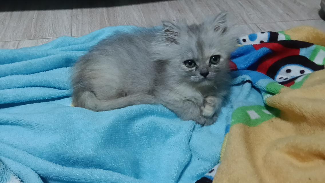 ลูกแมวเปอร์เซีย แท้ๆๆ นนทบุรี รูปที่ 7