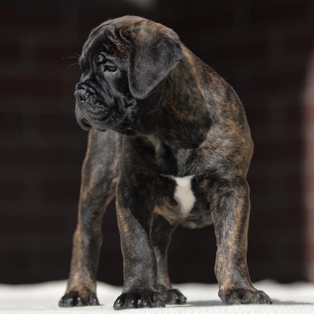 BullMastiff Puppies  WhatsApp me : ( +63 985 762 7466 ) 5