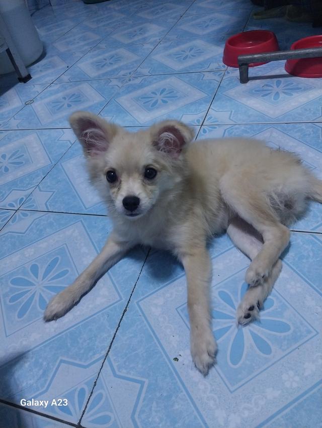 หาบ้านใหม่ให้น้องบอม 5