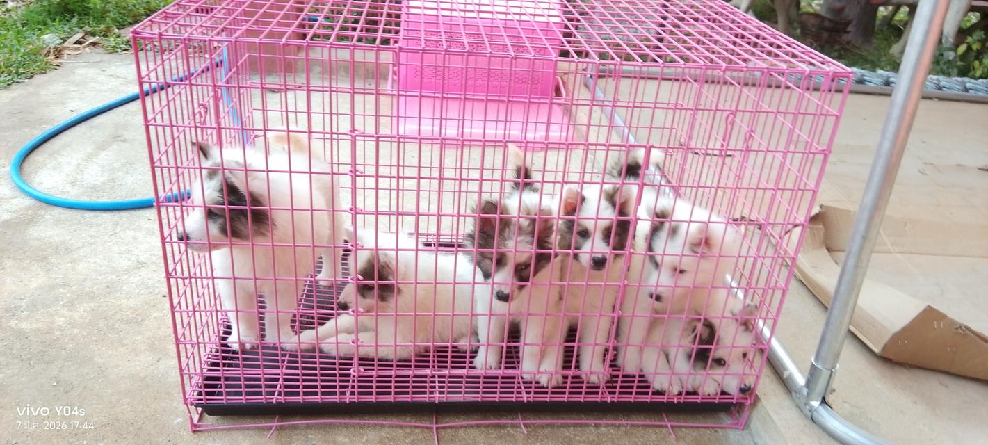 ลูกสุนัขไทยบางแก้ว,ท้มีใบรับรองสายพันธุ์ เชียงใหม่ รูปที่ 1