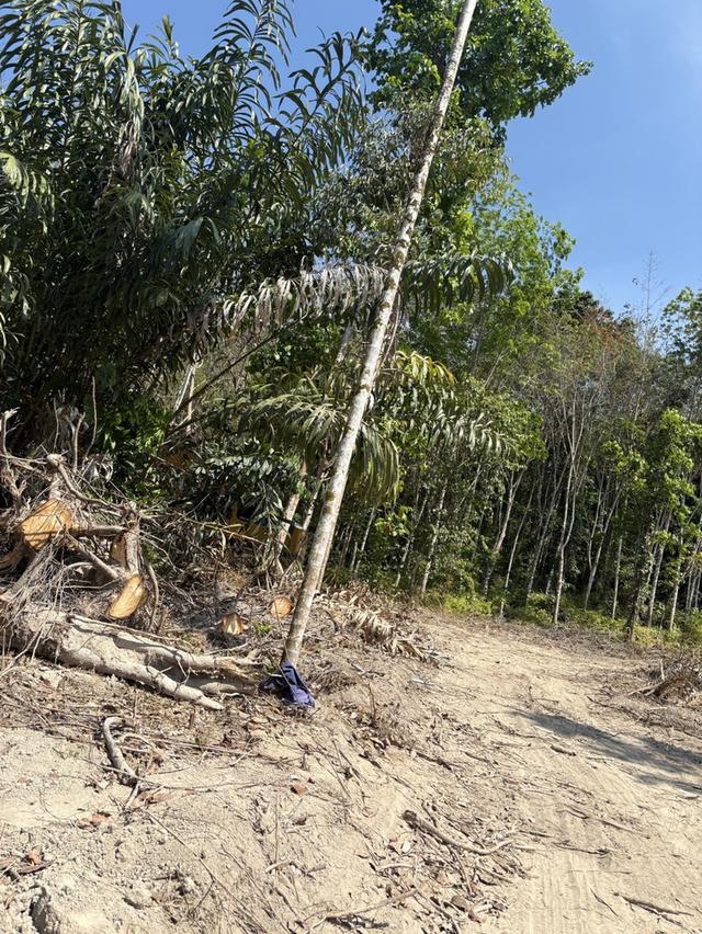 ที่ดินแบ่งขาย 9ไร่ น้ำไม่ท่วม ทุ่งใหญ่ หาดใหญ่ 4