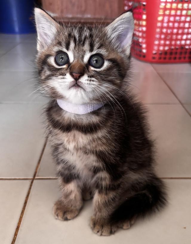 เปิดจองแมวสก็อตติชแท้