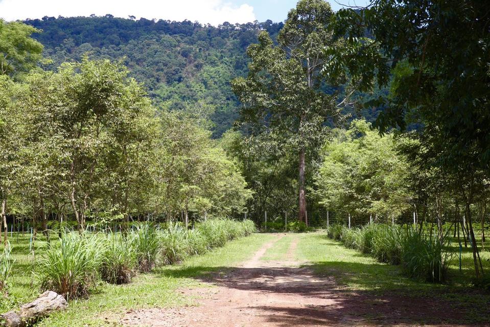 ขายที่เนินหอม เขาใหญ่ 37ไร่ ที่ติดเขาติดน้ำ เนินหอม เมืองปราจีนบุรี มีแหล่งน้ำธรรมชาติ ใกล้ทางขึ้นอุทยานเขาใหญ่ มีน้ำในที่ ขายถูก ที่มีไม้เศรษฐกิจ 20