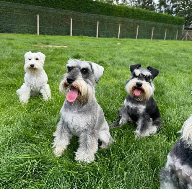 ขายสุนัข Schnauzer พันธุ์แท้ 100% นำเข้าทุกตัว 3