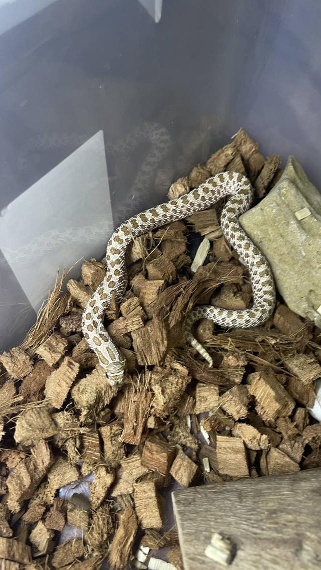 Hognose h.snow/Axanthic 100%