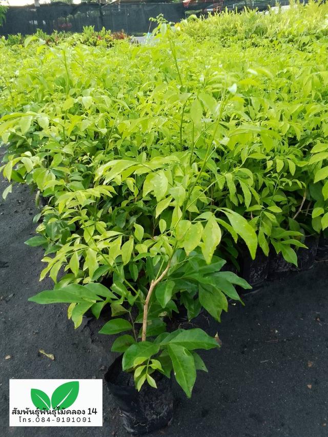 ต้นแก้ว ต้นดอกแก้ว ดอกแก้ว 3