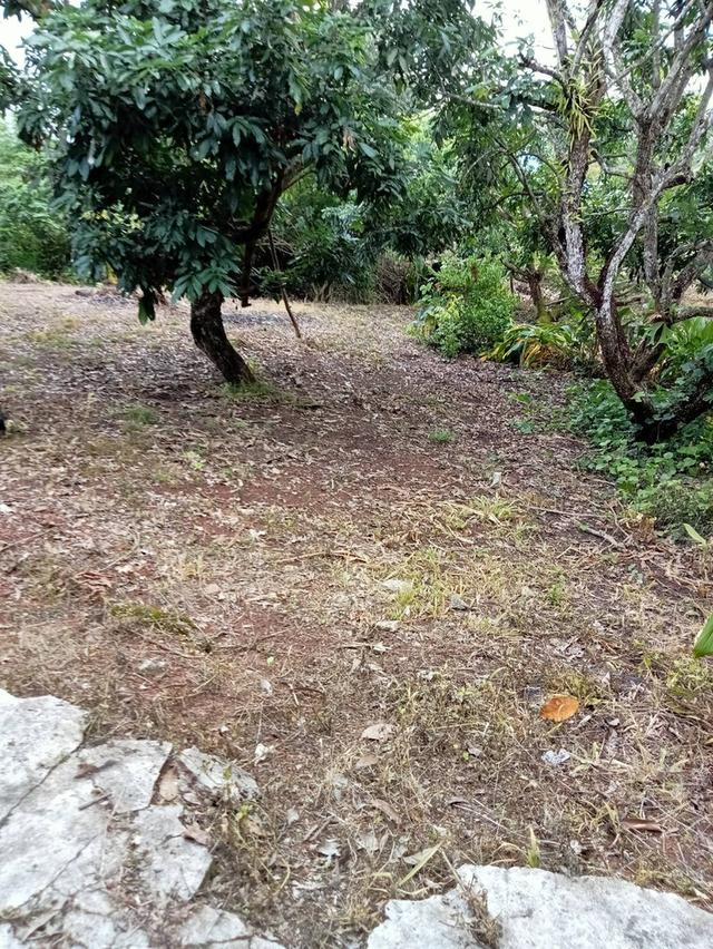 ที่ดิน จังหวัดเชียงใหม่ 9