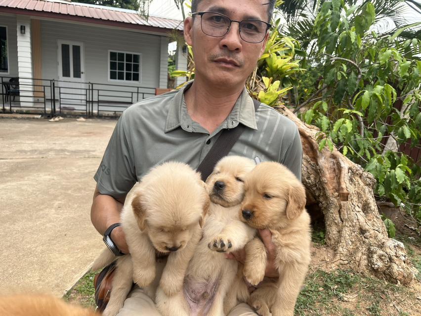 ลูกสุนัขพันธุ์​โกลเด้น