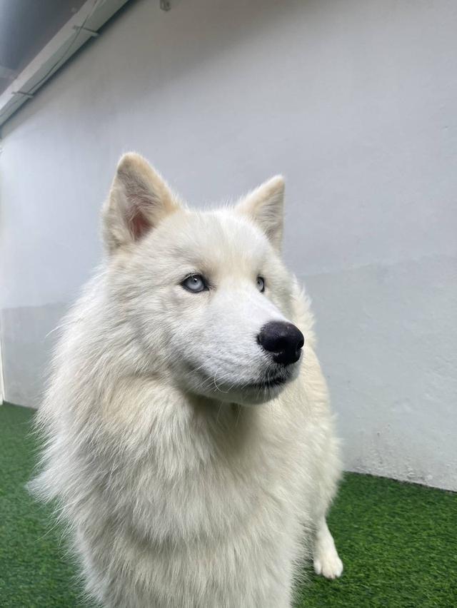 ไซบีเรียนแท้ พ่อแม่ มีใบ