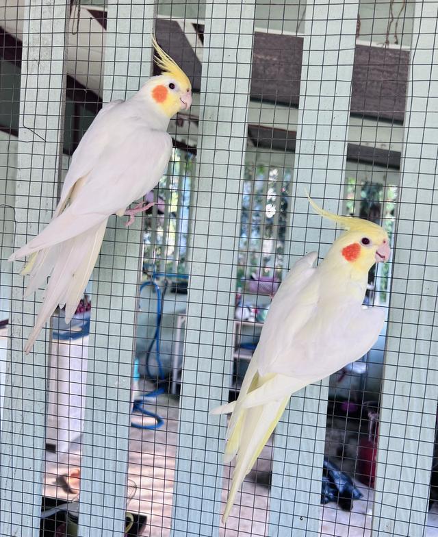 นกกรีนชีค/นกค๊อกคาเทล รูปที่ 4