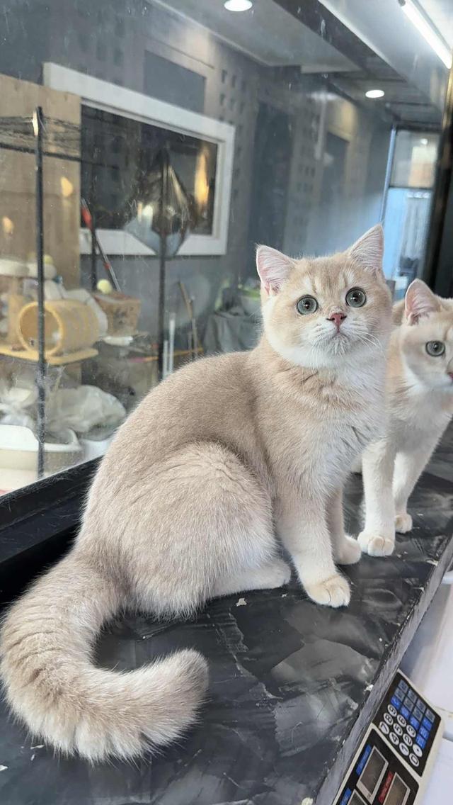 แมวบริติช เพดใบเพดwcf และรับนำเข้าแมวจาก ตปท.