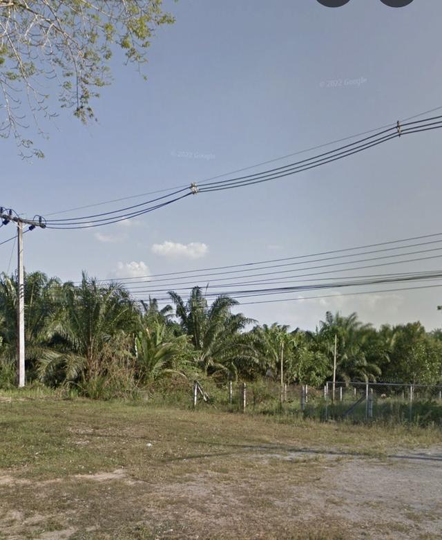 ขายที่ดิน  ครุฑแดง พร้อมโอน 🙏😊ราคาคุยได้คุ้มสุดๆค่ะ 🙏❤️ 0808385256📞 (หงส์ )  #สำหรับคนที่หาที่สร้างบ้าน  #ชอบบรรยากาศดี #ทำธุรกิจได้  กว้าง20 ยาว 1