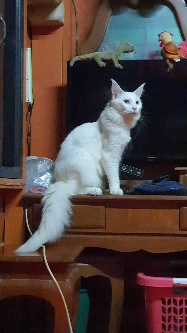 ขายแมว เมนคูน สีขาวสวย 3