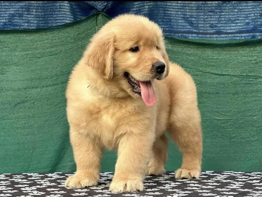 Golden Retriever Puppies | WhatsApp me : +66 63 826 3042 รูปที่ 2