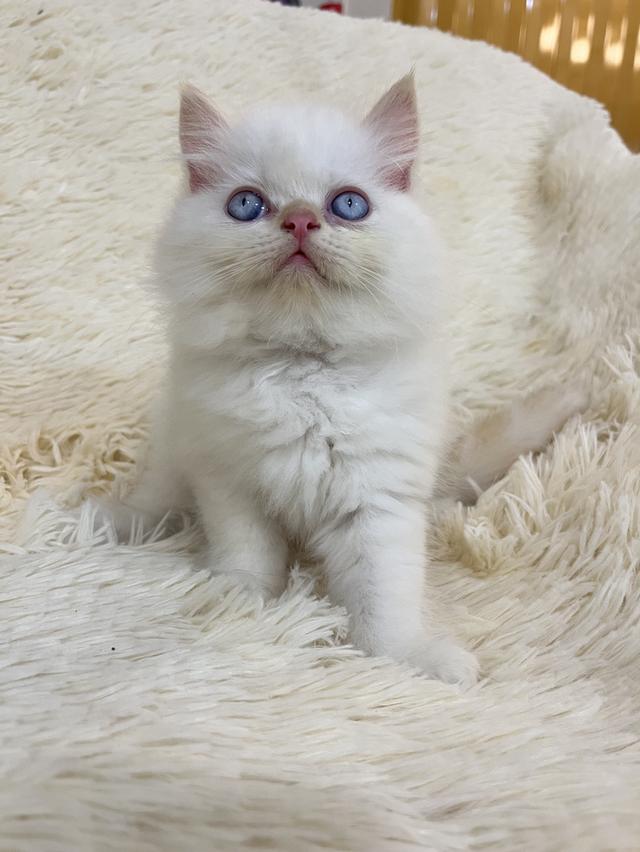 แมวเปอเซีย ดำขาว 🔥🔥🙂🙏 รูปที่ 14