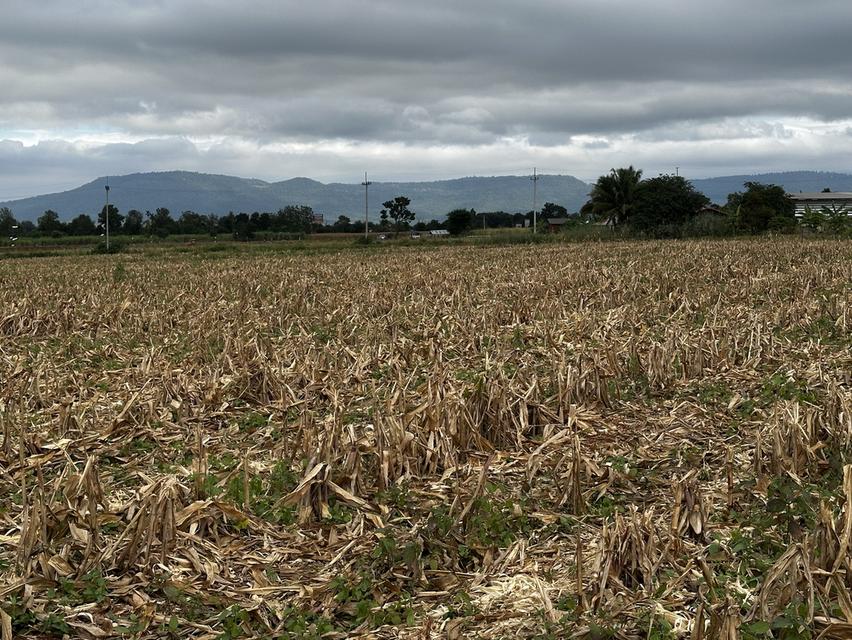 ที่ดินเขาใหญ่ มองเห็นวิวเขา 2ไร่ 2งาน 19ตรว หน้ากว้างติดถนนลาดยาง 77 เมตร ไฟ 3เฟส น้ำพร้อม ถนนลาดยางกว้าง 8 เมตร 4