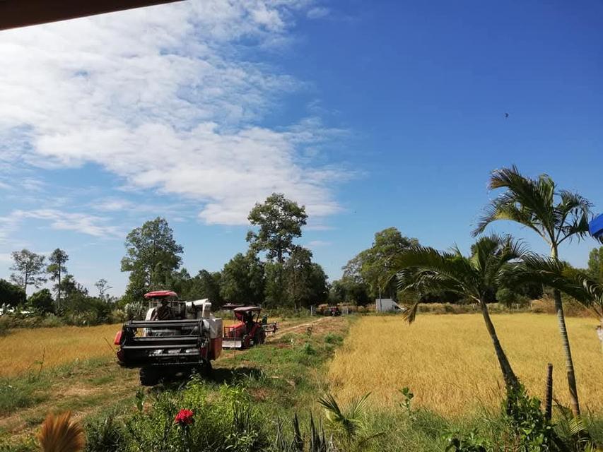 ขายด่วน ที่ดินอีสาน จ.ร้อยเอ็ด 1