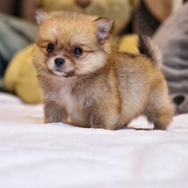 น้องคูเปอร์ปอมชิ ขาสั้นฟอร์มสวยตัวเล็กน่ารักมาก