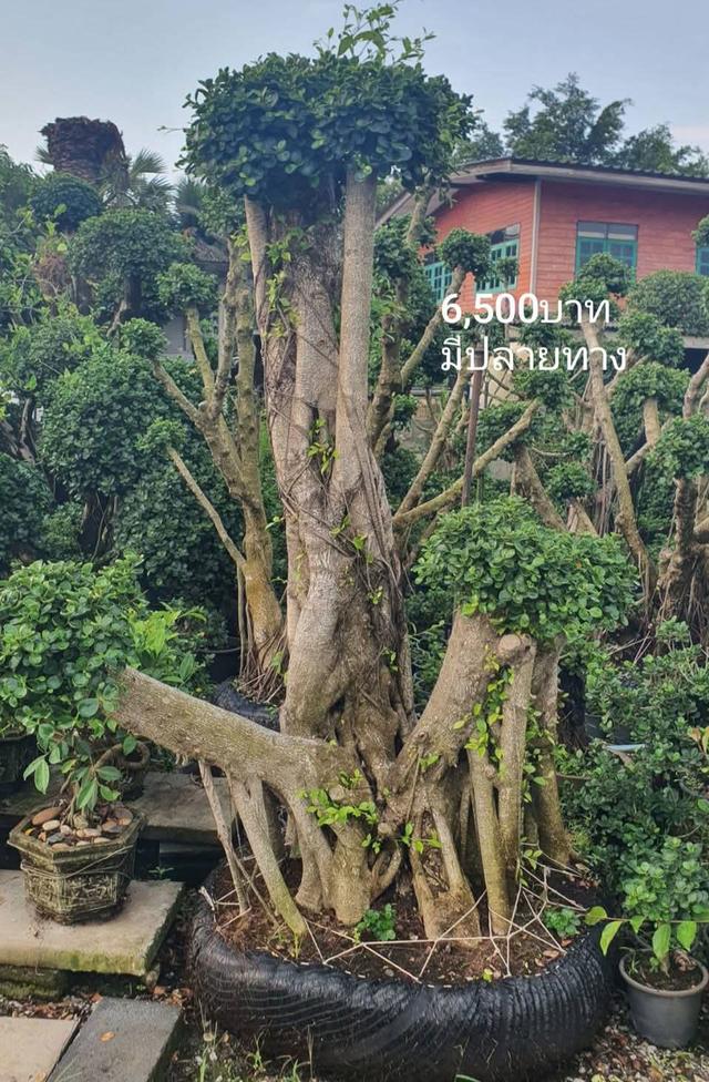 ไทรต่อยอดช้อนเงินช้อนทอง