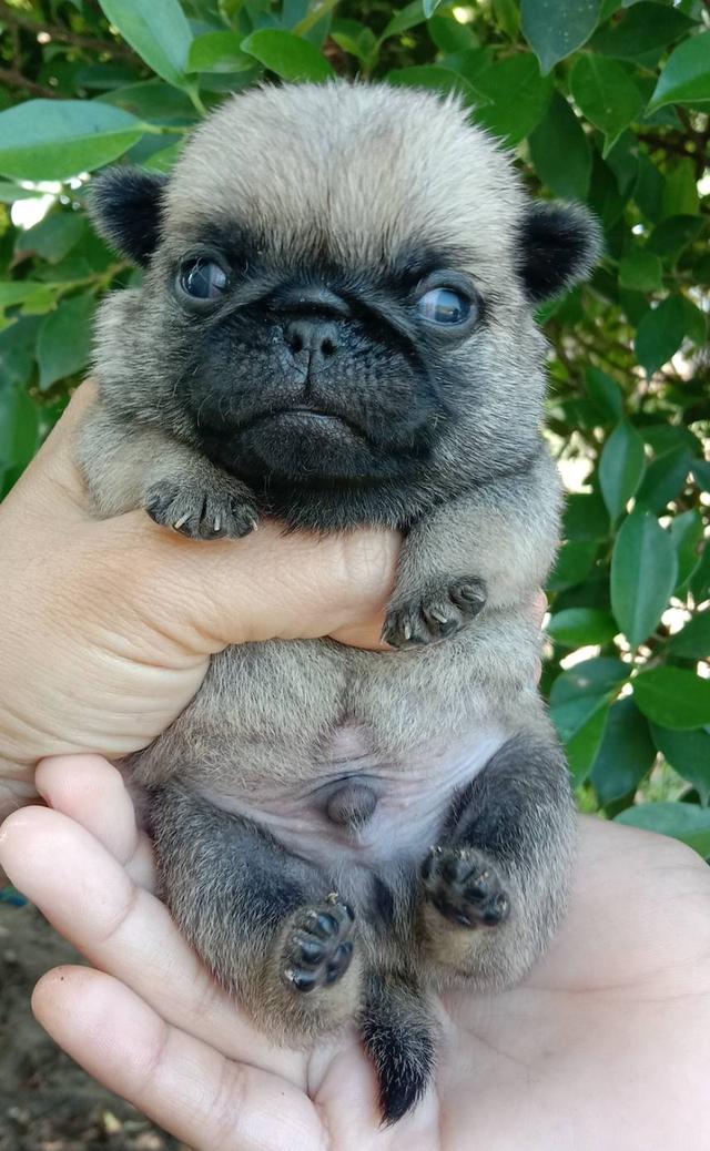 ปั๊ก เพศผู้ พร้อมเปิดจอง รูปที่ 3