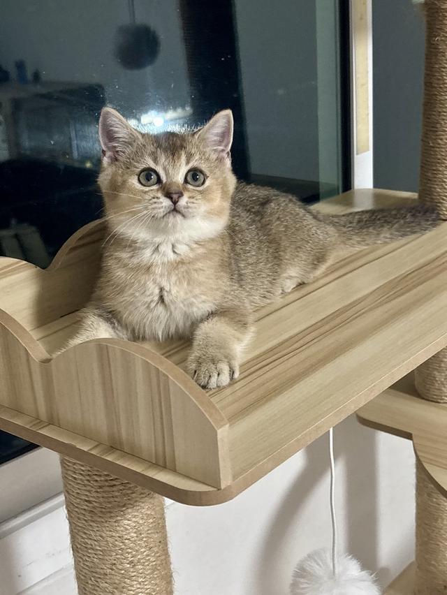 แมว British shorthair ชาย รูปที่ 7