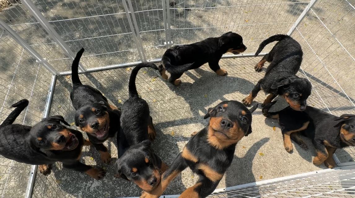 ลูกสุนัข ร็อตไวเลอร์ อายุ 4 เดือน รูปที่ 2