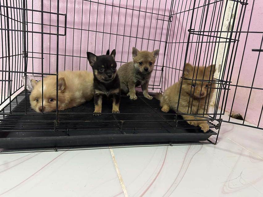 ปอมชิวาว่า ขนฟู กินเก่ง พร้อมย้าย รูปย่อยที่ 3