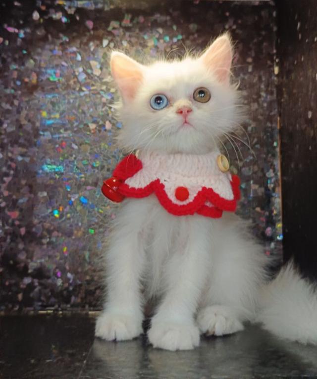 น้องแมวเปอร์เซียสีขาว ตาสองสี