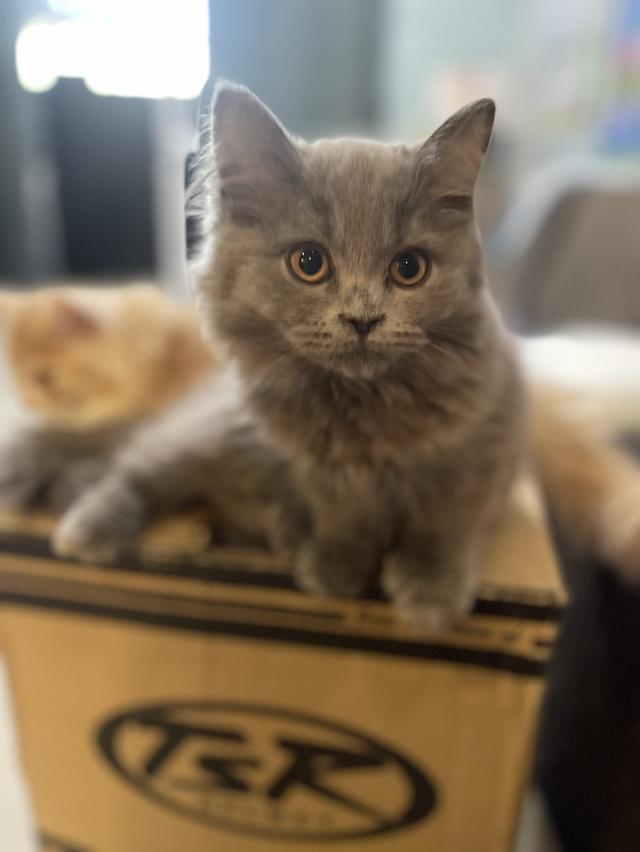 แมวบ้านนี้ขี้อ้อน(เด็กชาย3เดือน) พร้อมย้ายบ้าน รูปที่ 11