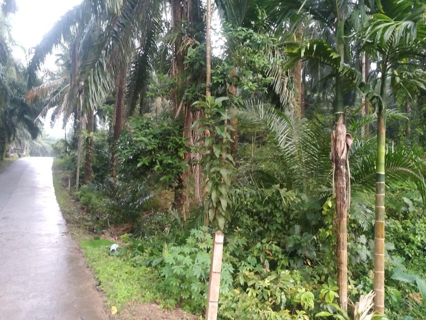 ที่ดินโฉนดครุฑแดง 2