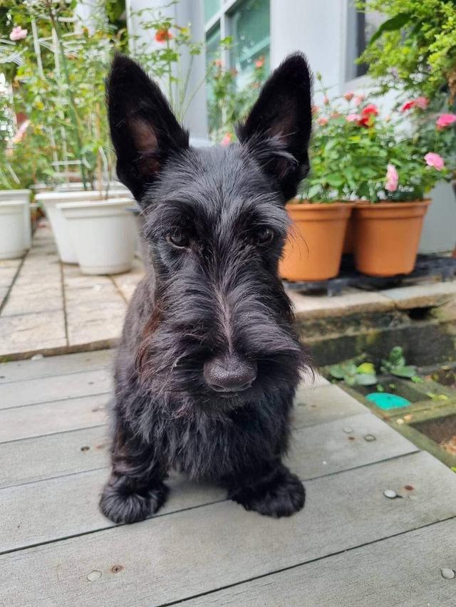 ลูกสุนัข Scottish Terrier หาบ้าน 4