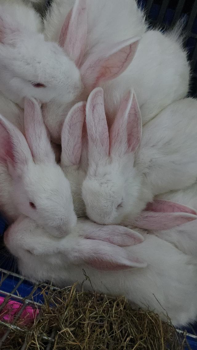 กระต่ายมินิเร็กซ์,ฮอลแลนด์ลอป,นิวซีแลนด์ไวท์