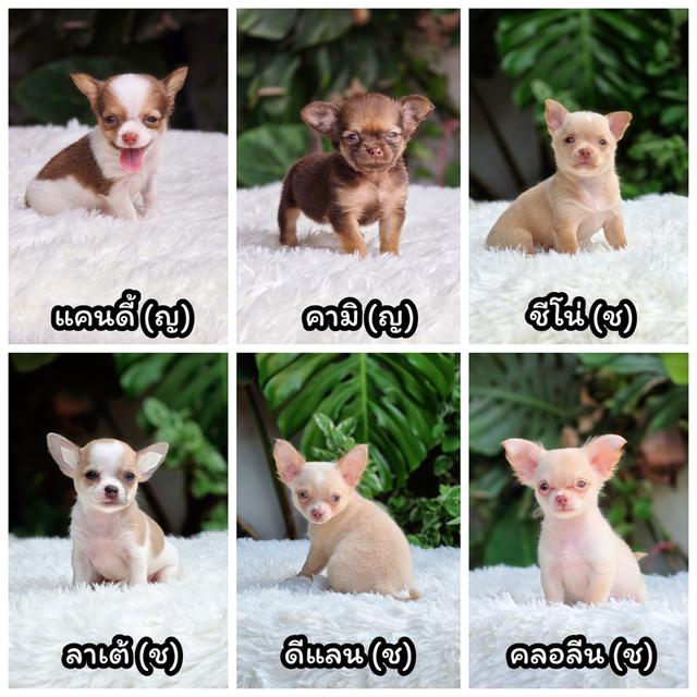 Sale ชิวาวาตัวน้อย