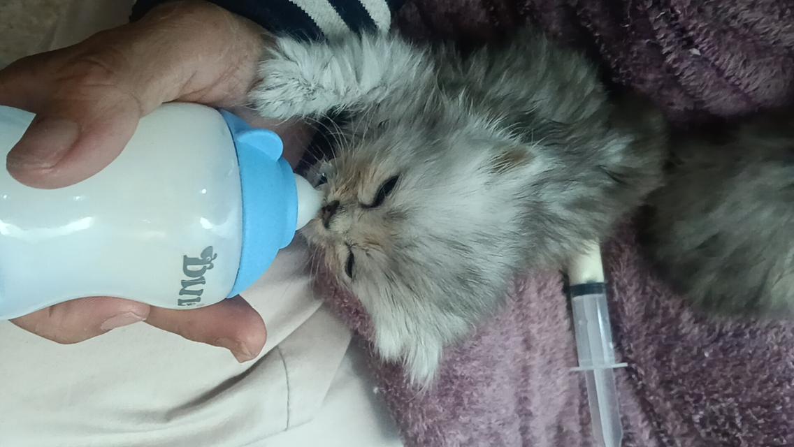 ลูกแมวเปอร์เซีย แท้ๆๆ นนทบุรี