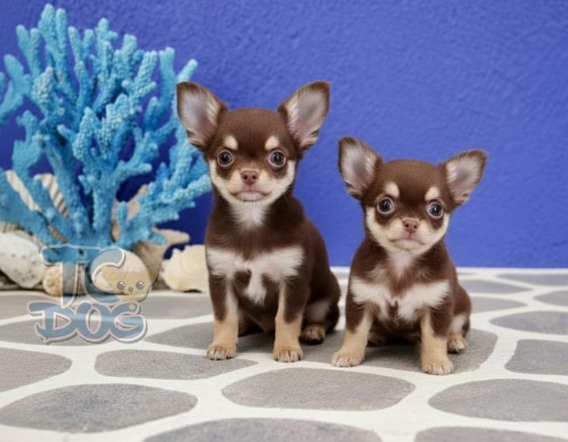 (teacupdog.org)ผู้เมีย สีช็อคแทน30000฿