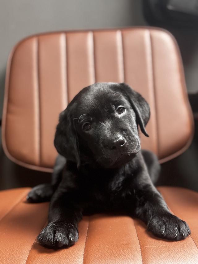 เปิดจองตัว Labrador สายเลือดแชมป์ 3