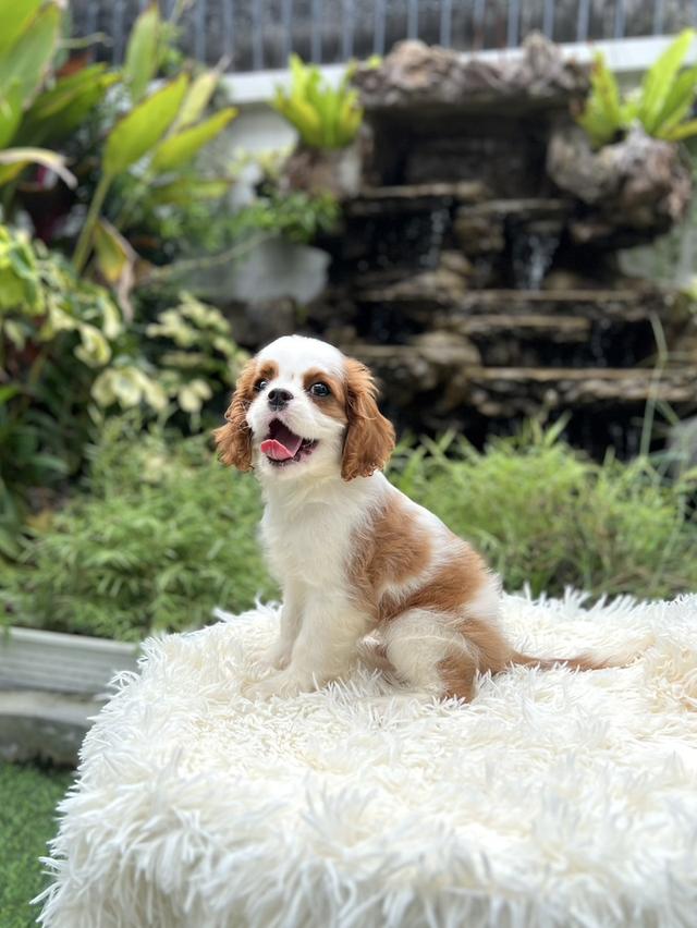คาวาเลียร์ คิง ชาร์ล เพศชาย