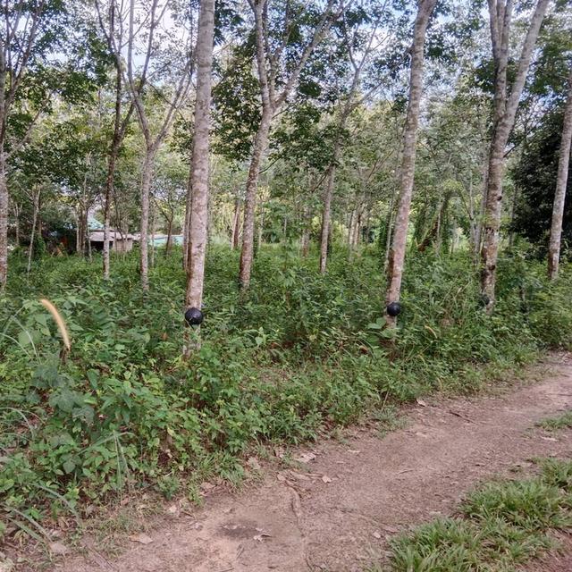 ขายที่ดิน 2 ไร่ – ทำเลดี หมู่ 2 ตำบลไสไทย อำเภอเมือง จังหวัดกระบี่ 🚗 สถานที่ใกล้เคียง ใกล้ห้างเซ็นทรัลกระบี่ เข้าทางหน้าแมคโ 2