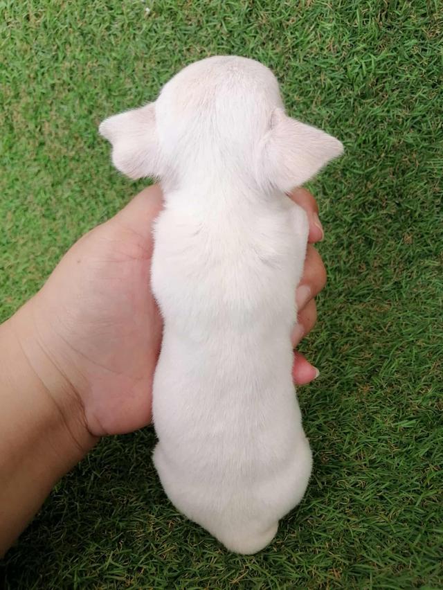 ชิวาว่าเเท้ขนสั้น ญ. 7