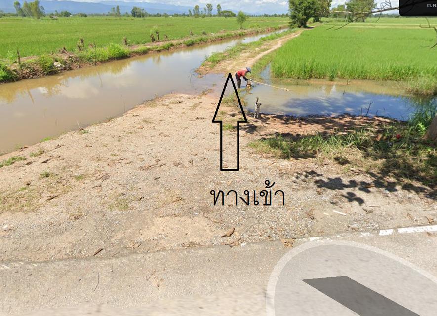 ขายที่นา 15 ไร่ อ.แม่ใจ จังหวัดพะเยา 4