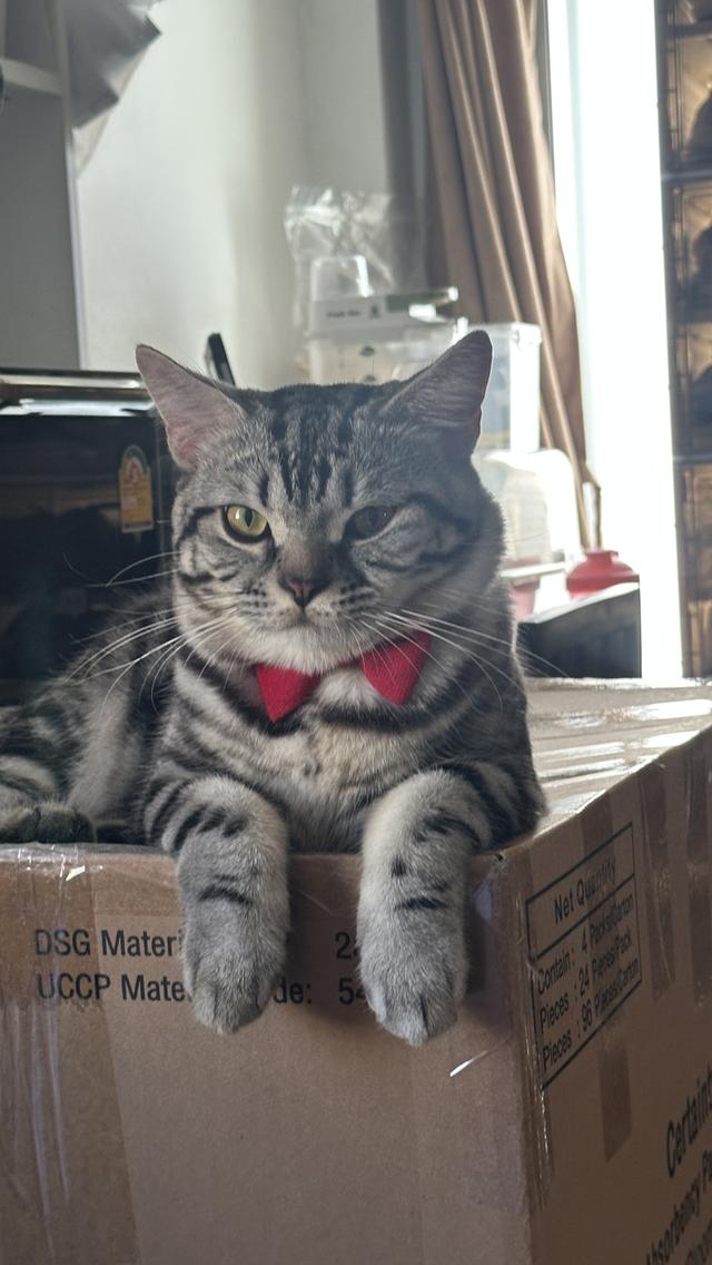 แมวอเมริกัน ช็อตแฮร์ พันธุ์แท้ 💯 6