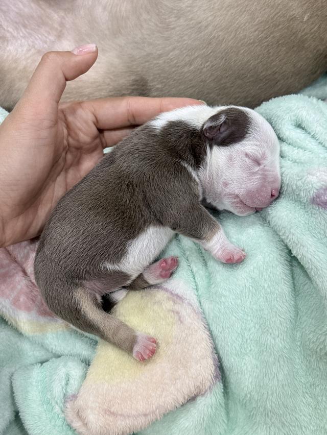 มัดจำแล้ว Exotic bully เพศเมีย สีพายช็อคไตร เปิดจอง รูปที่ 3