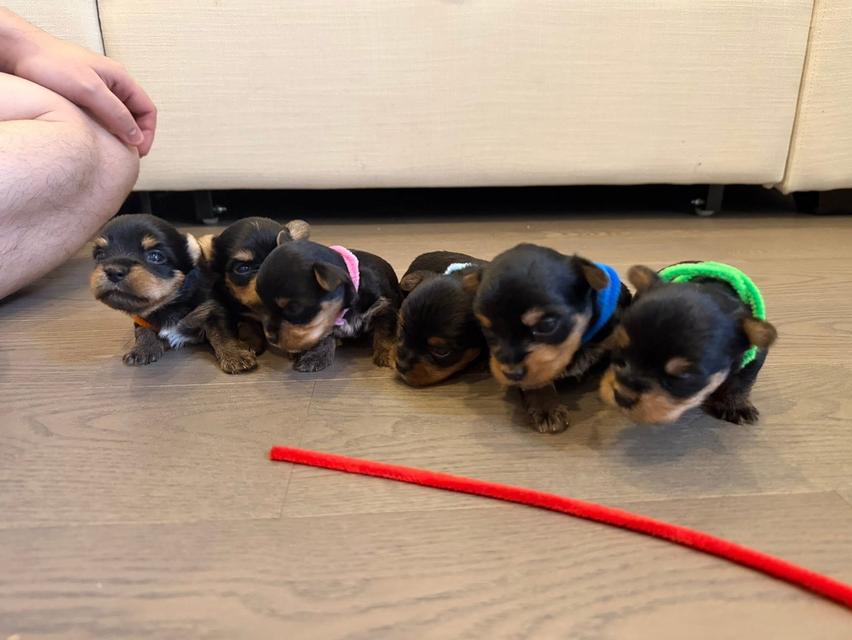 หมายอร์คเชียร์ 6ตัว ช4 ณ2 กรุงเทพ