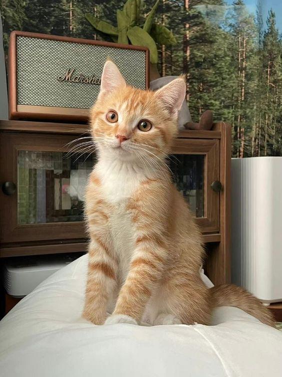 น้องลูกแมวส้ม มั้นช์กิ้น ขาสั้น น่ารัก อายุ 9 เดือน 3