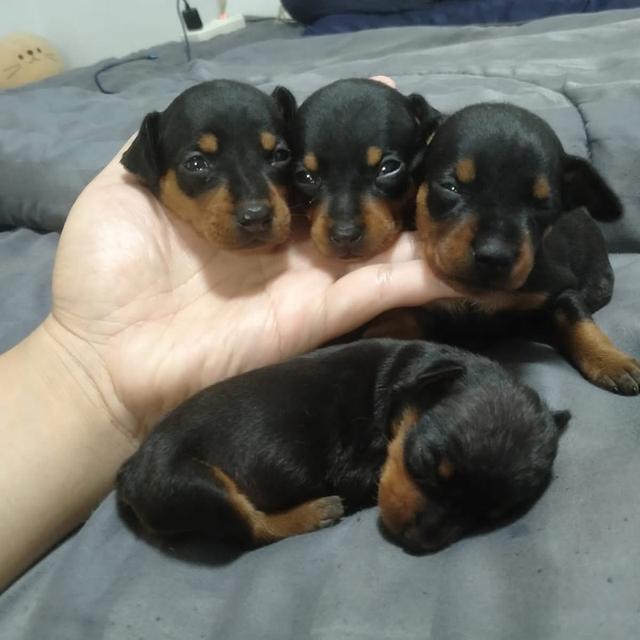 เปิดจองลูกสุนัข Miniature Pinscher