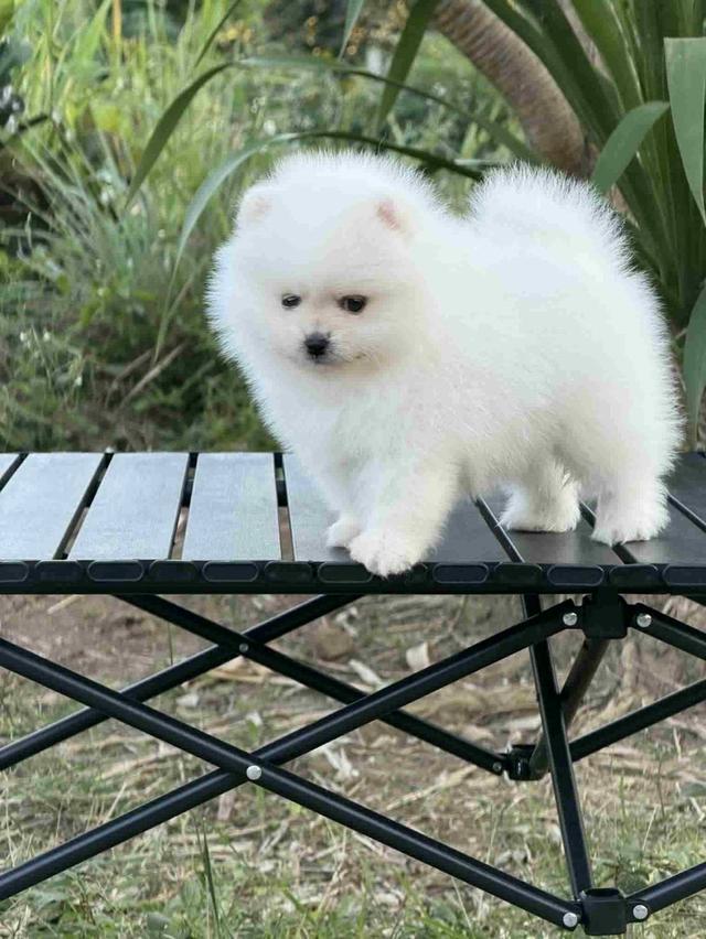 ปอมเมอเรเนียนแท้ สีขาว เพศผู้ พิกัดรามอินทรา 6